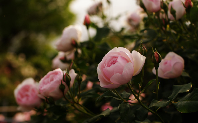 Pink roses garden bokeh macro free wallpaper for desktop - medium preview image
