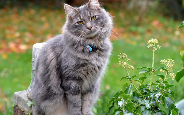 Cat rock garden flower plant free wallpaper for desktop - medium preview image