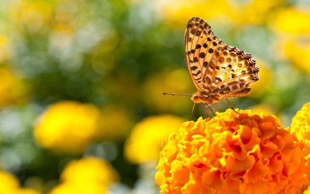 Butterfly flower yellow field macro free wallpaper for desktop - medium preview image