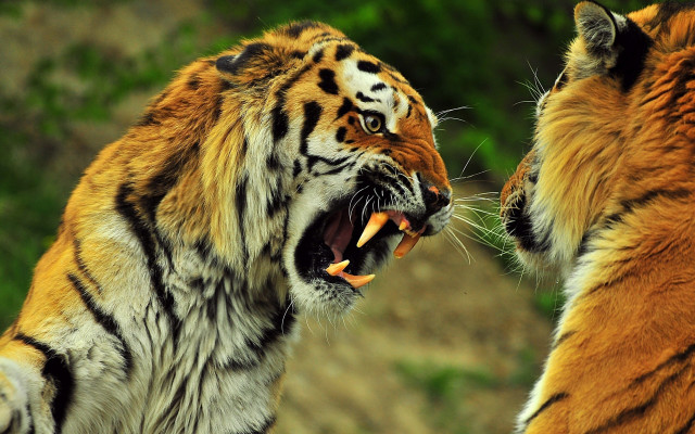 Tiger fight zoo enclosure growling #2 free wallpaper for desktop - medium preview image