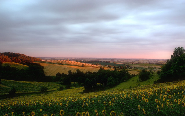 Sunflower hill forest sunset cloudscape free wallpaper for desktop - medium preview image