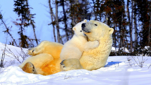 Polar bears playing snow outdoors #2 free wallpaper for desktop - medium preview image