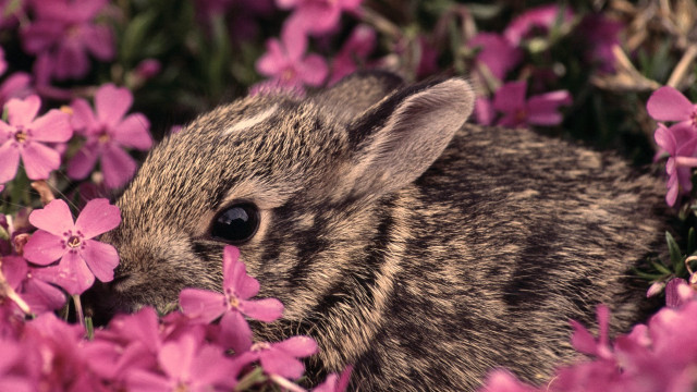 Rabbit pinkflowers grass beatrixpuzzle blurry free wallpaper for desktop - medium preview image