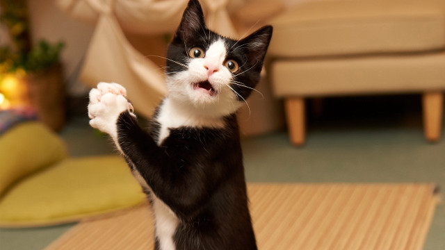 Black white cat standing paws free wallpaper for desktop - medium preview image