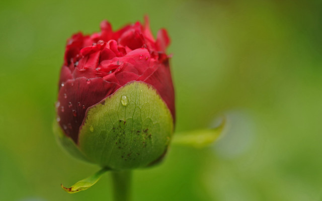 Red flower water droplets green #4 free wallpaper for desktop - medium preview image