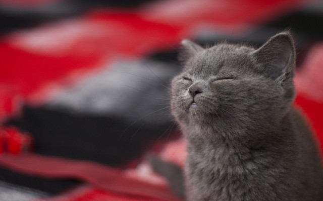 Gray cat sleeping red blanket #2 free wallpaper for desktop - medium preview image