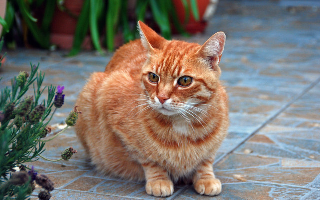 Cat plant floor potted blurry free wallpaper for desktop - medium preview image