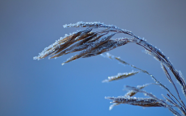 Frosted plant blue sky clouds free wallpaper for desktop - medium preview image