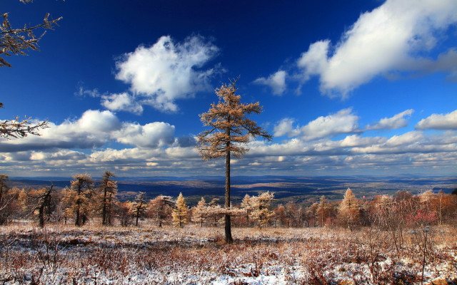 Winter sky trees lake coast free wallpaper for desktop - medium preview image