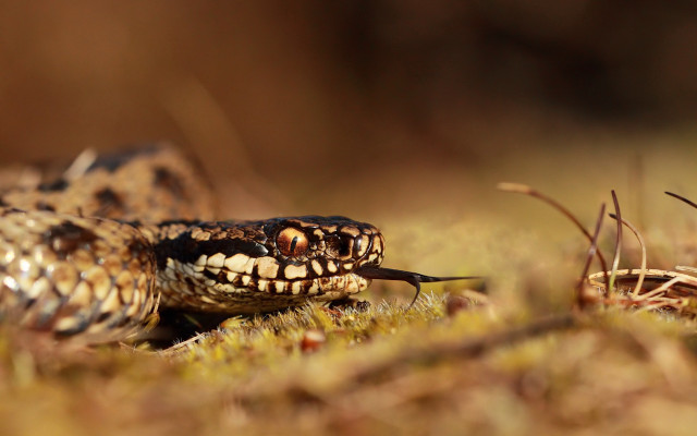 Snake open mouth tongue grass free wallpaper for desktop - medium preview image