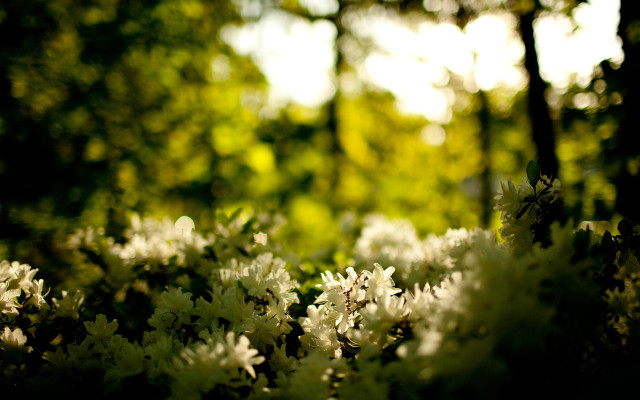 Flowers woods sunlight blurry shallow free wallpaper for desktop - medium preview image