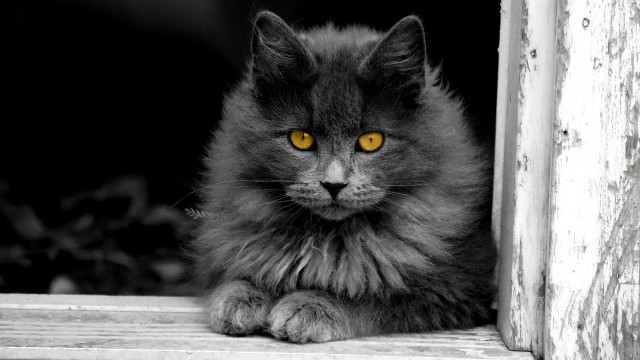 Black cat yellow eyes gothic #28 free wallpaper for desktop - medium preview image