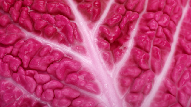 Pink plant macro art abstract free wallpaper for desktop - medium preview image