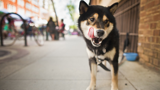 Dog tongue sidewalk building people #2 free wallpaper for desktop - medium preview image