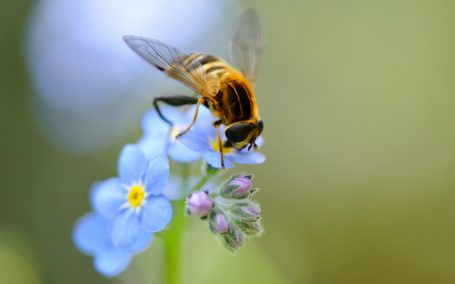 Bee flower blue background macro #2 free wallpaper for desktop - medium preview image