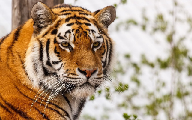 Tiger snow woodland serious focus free wallpaper for desktop - medium preview image