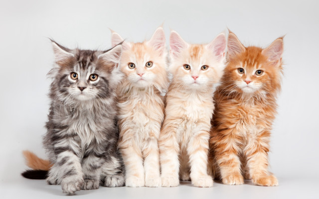 Four kittens white background realistic free wallpaper for desktop - medium preview image