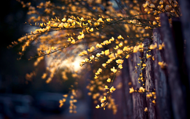 Yellow flower tree fence bokeh free wallpaper for desktop - medium preview image