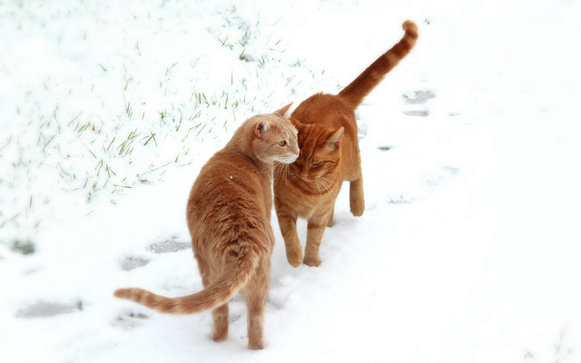 Orange brown white cats snow free wallpaper for desktop - medium preview image
