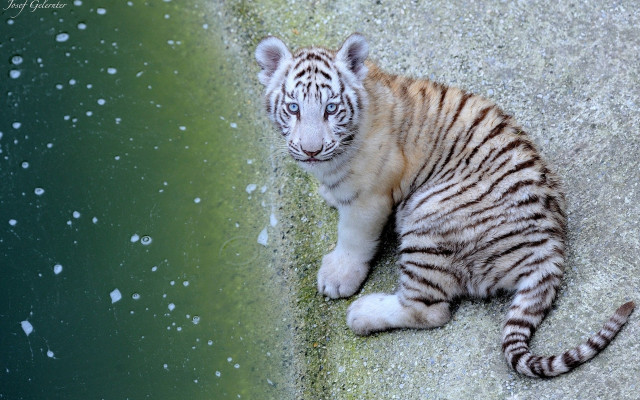 White tiger cub rock bubbles free wallpaper for desktop - medium preview image