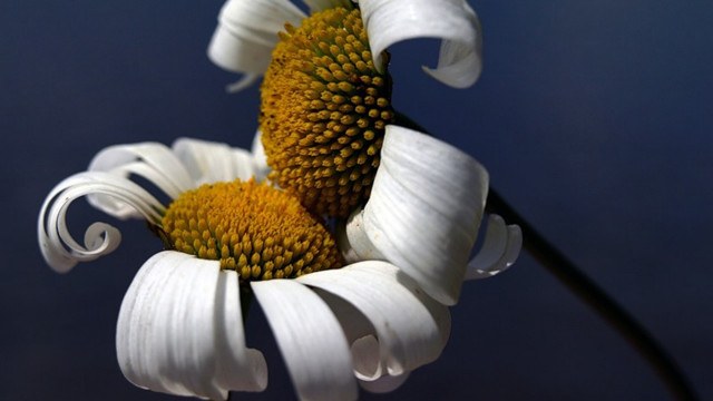 White flower blue background black free wallpaper for desktop - medium preview image