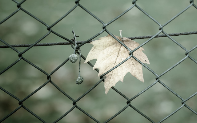 Leaf hanging fence blurry background free wallpaper for desktop - medium preview image