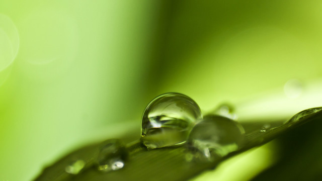 Leaf water drops macro green free wallpaper for desktop - medium preview image