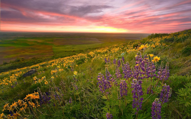 Sunset field flower scene nature free wallpaper for desktop - medium preview image