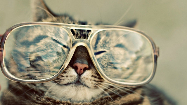 Cat glasses closed nose blurry free wallpaper for desktop - medium preview image