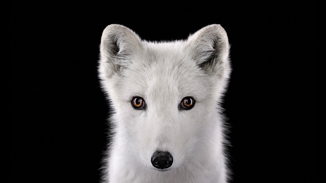 White dog brown eyes black free wallpaper for desktop - medium preview image