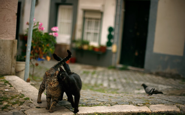 Cats cobblestone street bird flowers free wallpaper for desktop - medium preview image