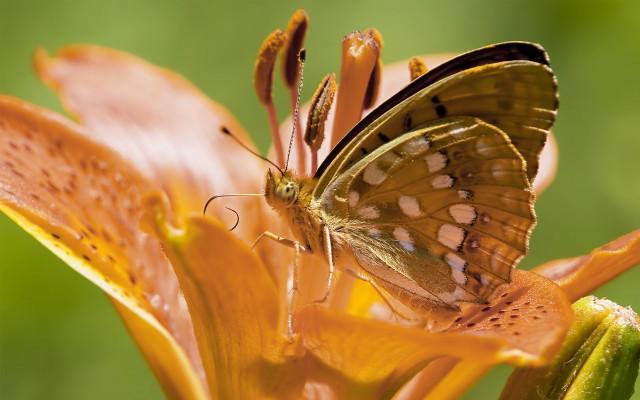 Butterfly flower green background macro free wallpaper for desktop - medium preview image