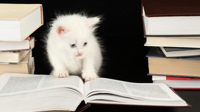 White cat standing on books free wallpaper for desktop - medium preview image