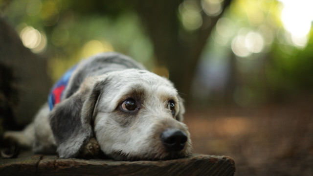 Dog shiba inu bench woods free wallpaper for desktop - medium preview image