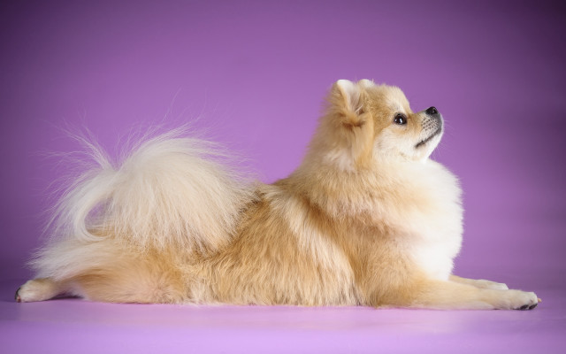 Dog purple background white long free wallpaper for desktop - medium preview image