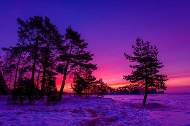 Sunset snow trees purple sky free wallpaper for desktop - medium preview image