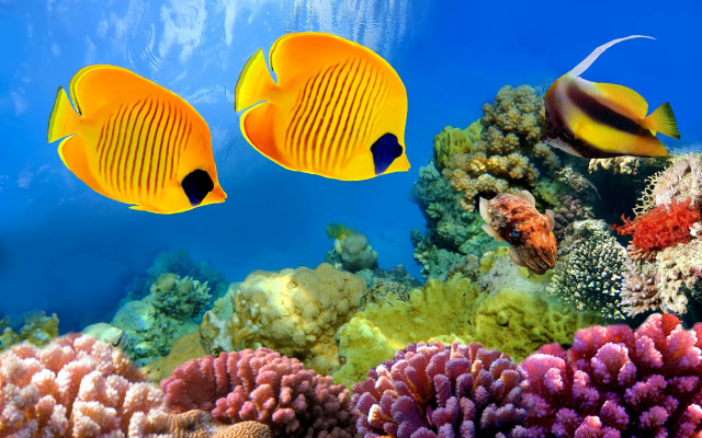 Yellow fish coral reef ocean free wallpaper for desktop - medium preview image