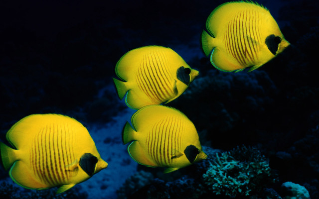 Yellow fish coral reef glowing free wallpaper for desktop - medium preview image