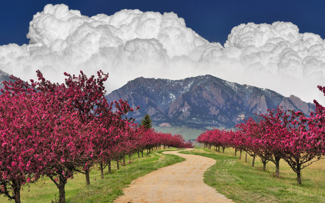 Dirt road trees mountains cloudy free wallpaper for desktop - medium preview image