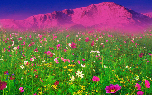 Flower field mountain pink sky free wallpaper for desktop - medium preview image