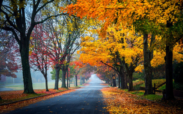 Autumn leaves bench road trees free wallpaper for desktop - medium preview image