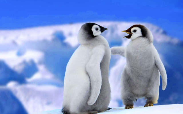 Penguins snowy hill mountains touching free wallpaper for desktop - medium preview image