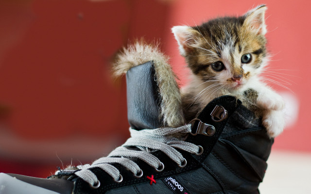 Kitten shoe laces animal photography free wallpaper for desktop - medium preview image