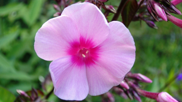 Pink flower green leaves bokeh #4 free wallpaper for desktop - medium preview image