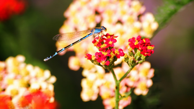 Blue dragonfly red flower garden free wallpaper for desktop - medium preview image