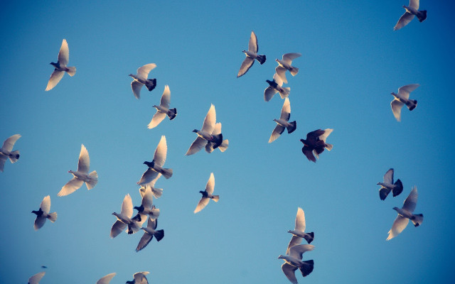 Birds blue sky white black free wallpaper for desktop - medium preview image