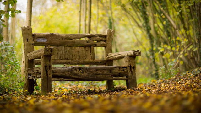 Wooden bench forest autumn blurry free wallpaper for desktop - medium preview image