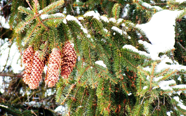 Pine snow cones branches winter free wallpaper for desktop - medium preview image