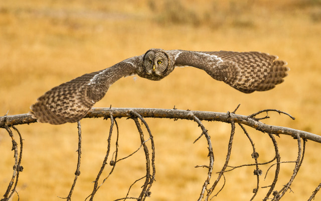 Bird flying over branch field free wallpaper for desktop - medium preview image
