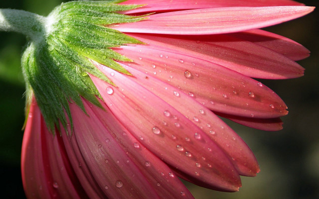 Pink flower water droplets macro #19 free wallpaper for desktop - medium preview image